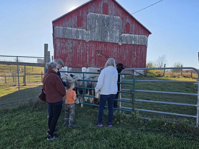 A family at the gate of the boys field with alpacas on the other side and the barn behind