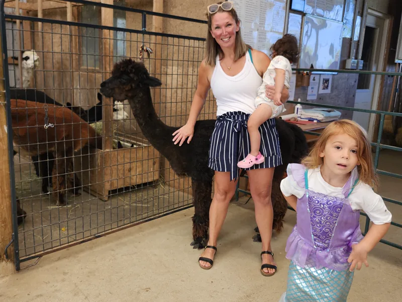 A mother and two children walking through the barn aisle with alpacas beside them