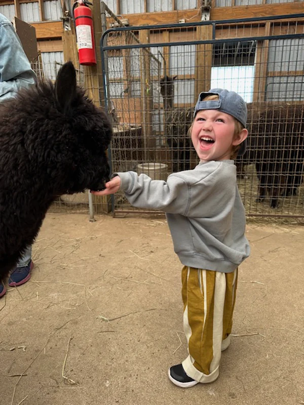 A small boy laughing as he reaches out to a black alpaca