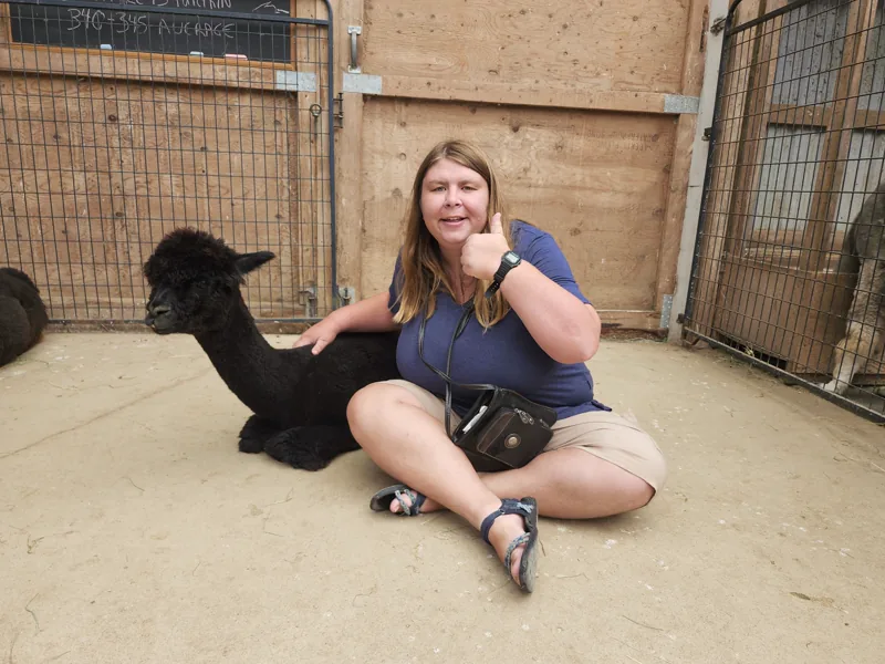 A guest sitting on the barn floor beside an alpaca cushed (lying down) next to her