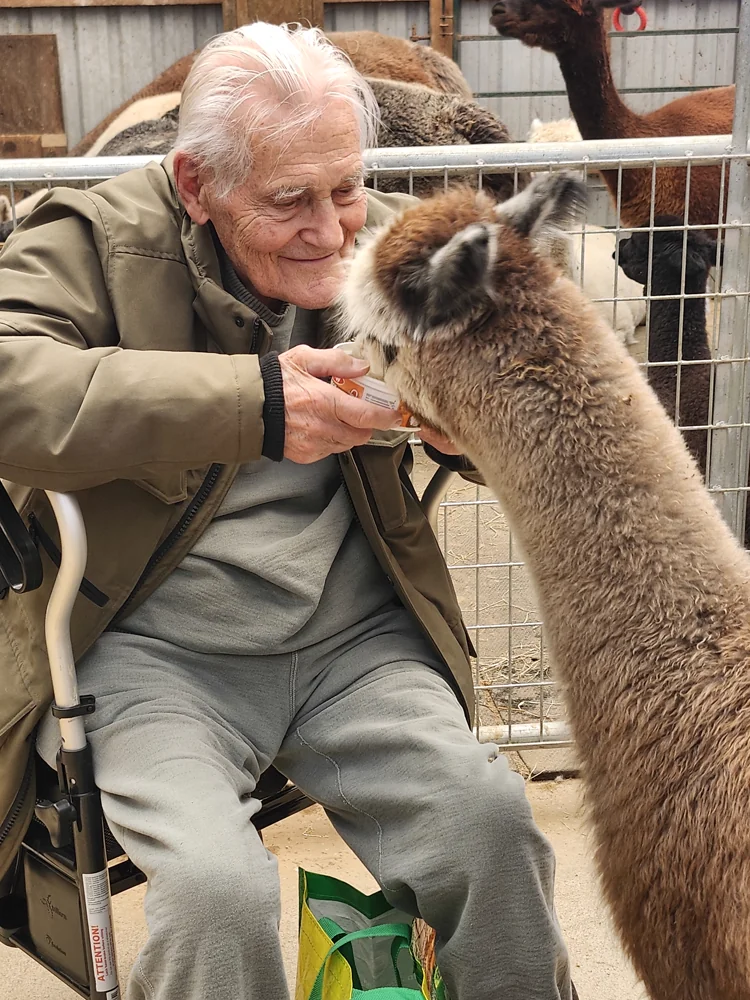 A seated guest using a walking frame, hand-feeding an alpaca that leans in towards him