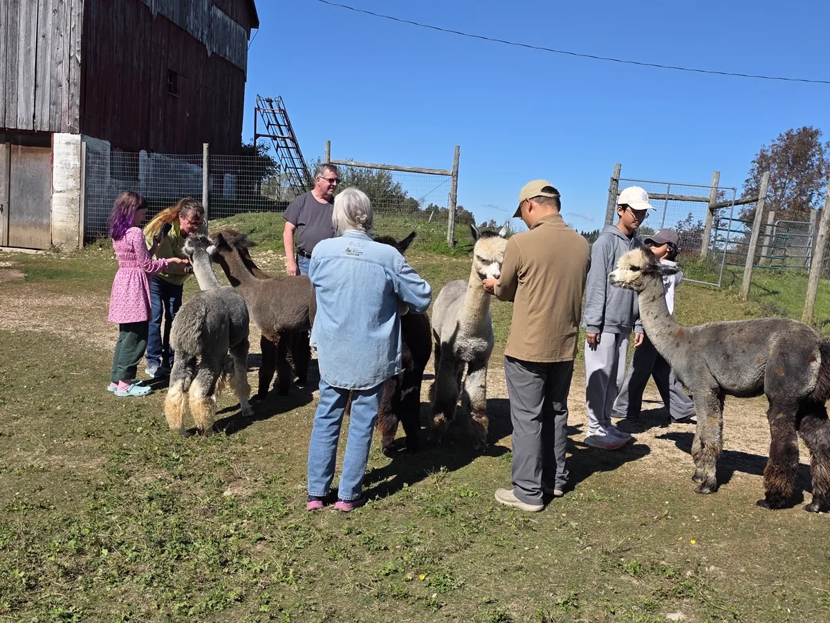 Guests outside the boys barn with alpacas around them on a clear day