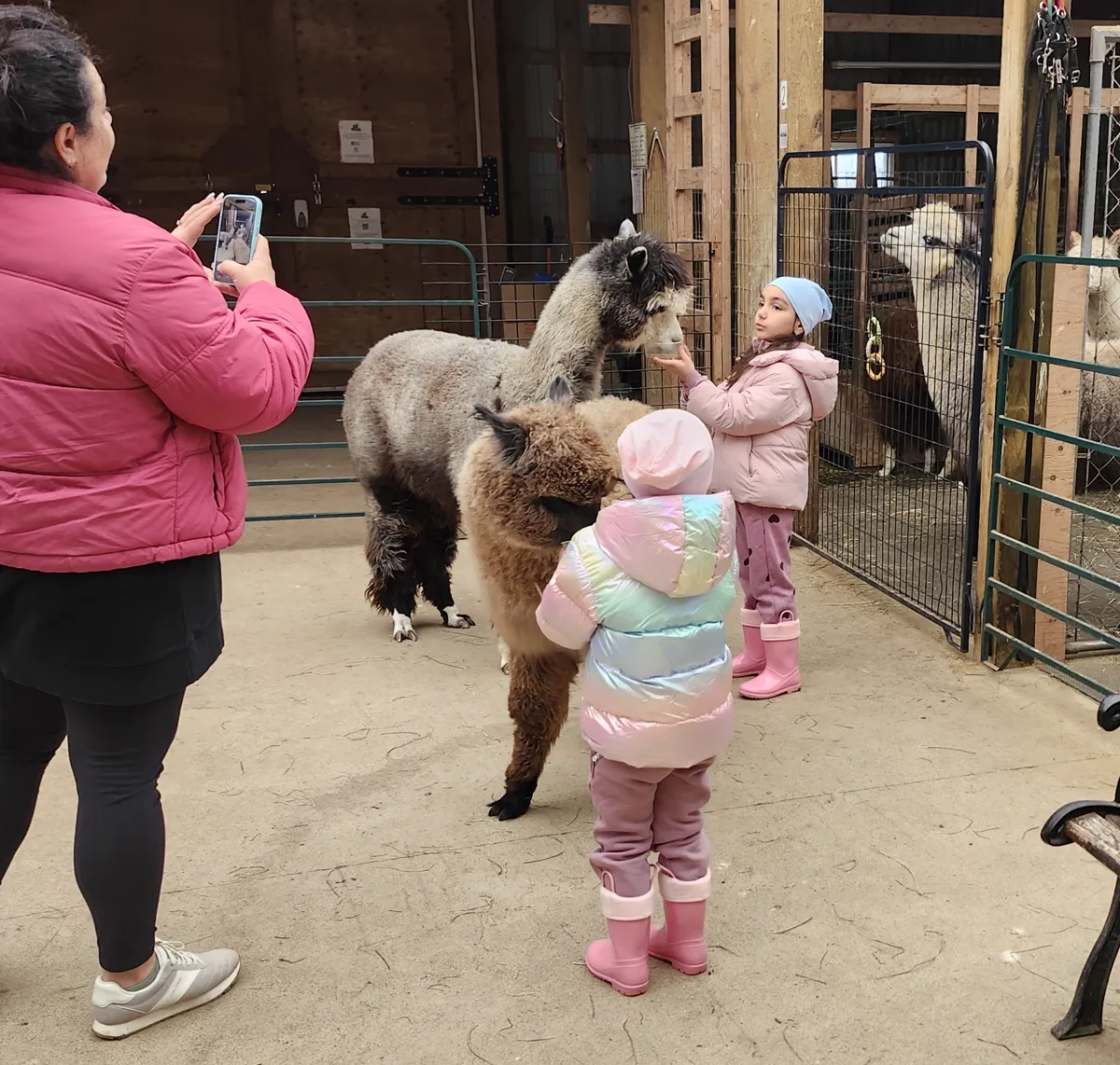Inside the Girls Barn, children in the centre aisle with alpacas walking freely around them