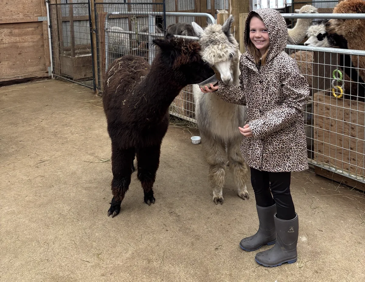 Two alpacas walking up to a guest holding a small cup of feed