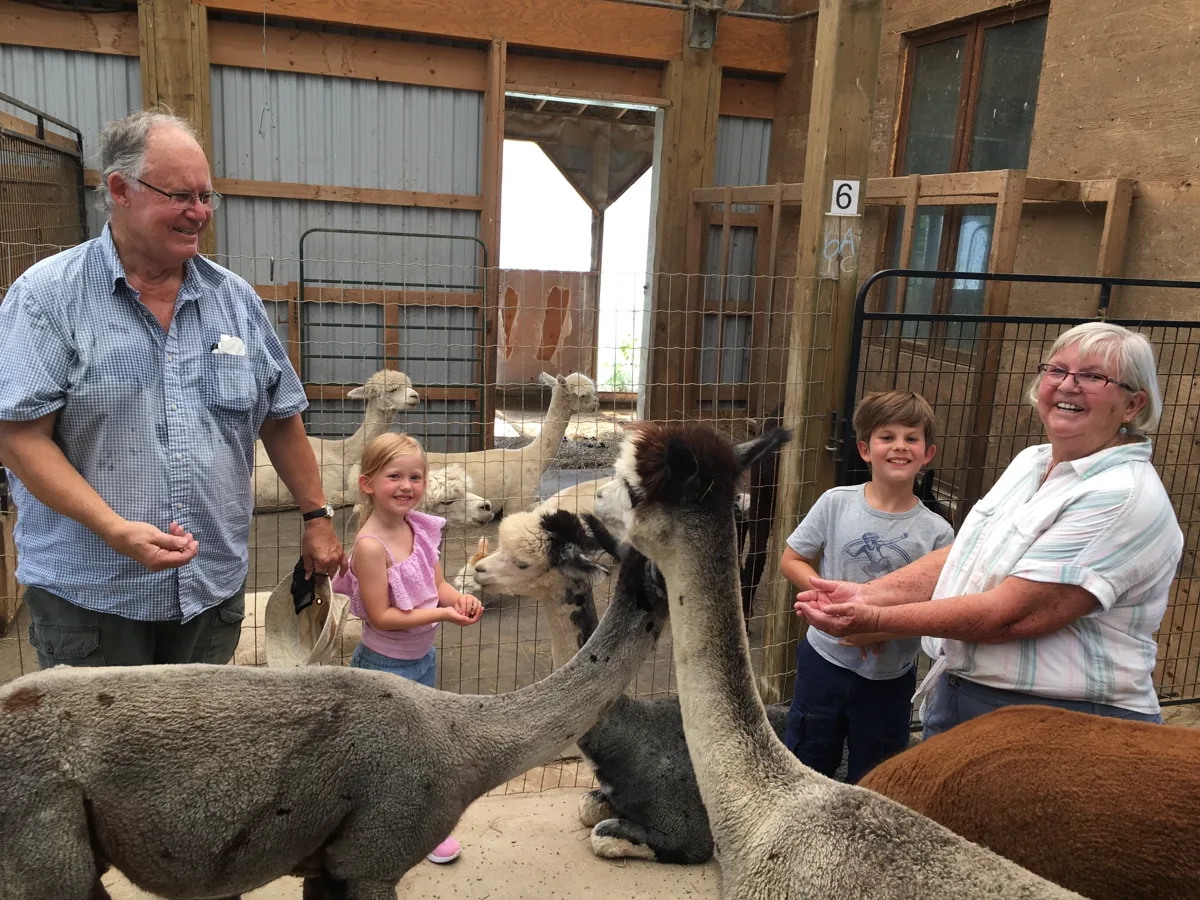 Grandparents and two children holding out feed while three alpacas come to them