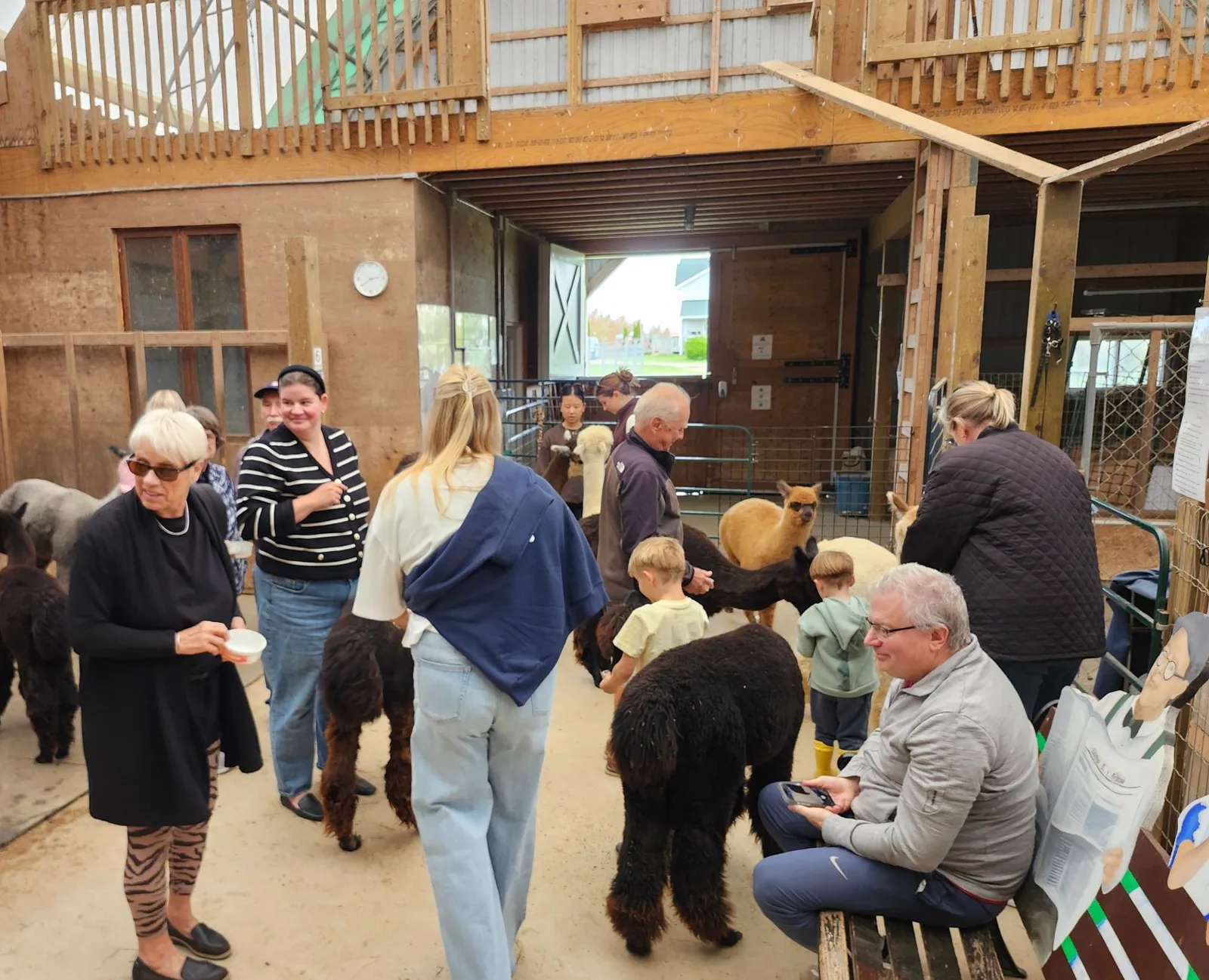 Several separate groups of guests in the barn aisle with alpacas walking among them