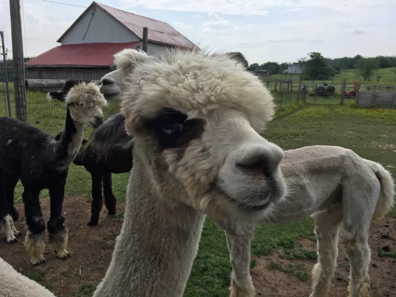 Male alpacas in their own field with the barn behind them