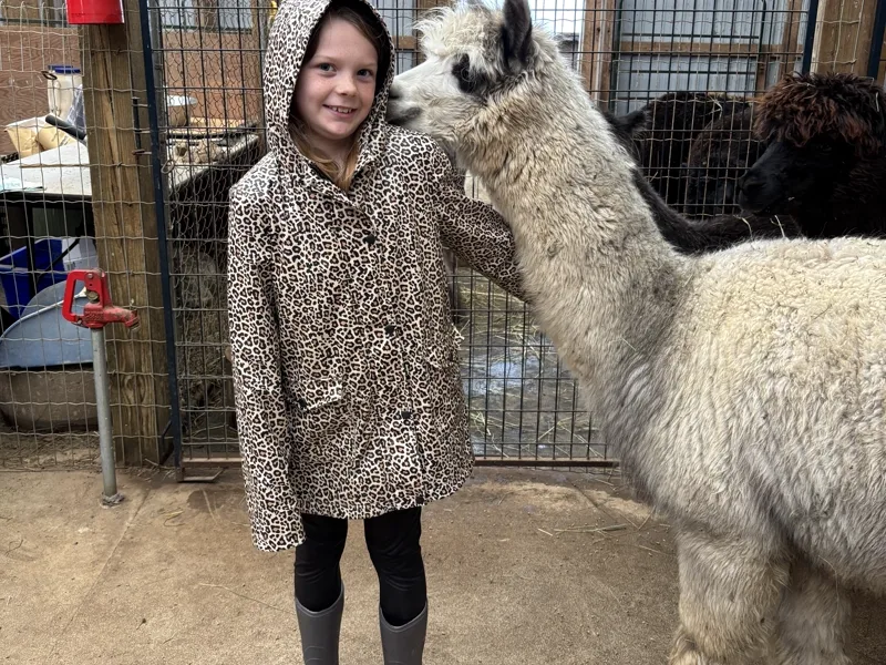 A girl in the barn with a light grey alpaca leaning in towards her