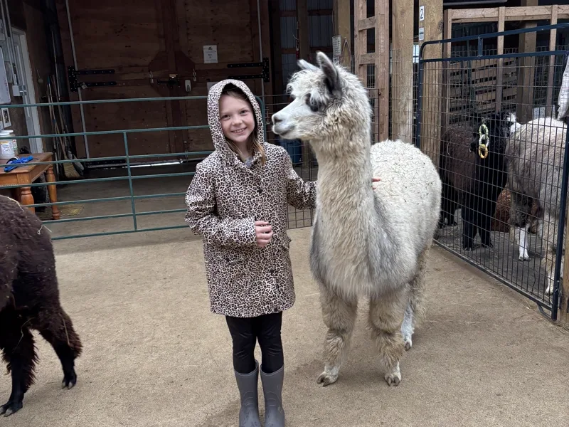 A girl standing in the barn aisle with an alpaca loose beside her