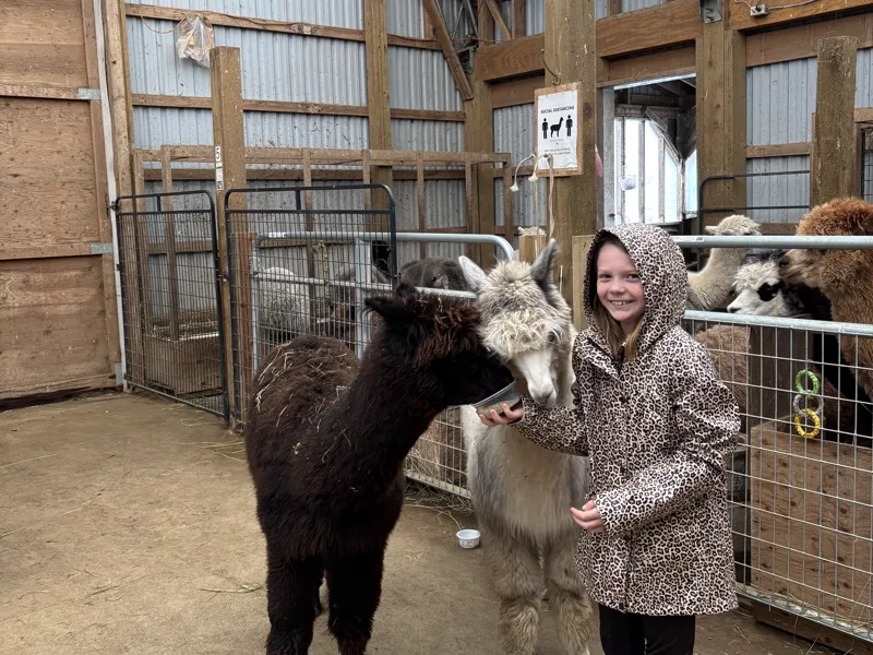 A girl holding out feed to two alpacas taking it from her hand