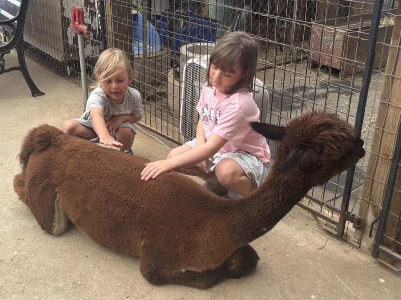 Two children sitting on the barn floor either side of a brown alpaca lying between them