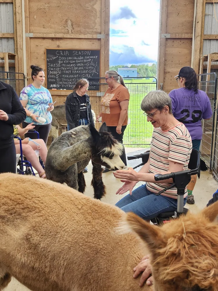 Guests seated in the barn with alpacas crowding in around them
