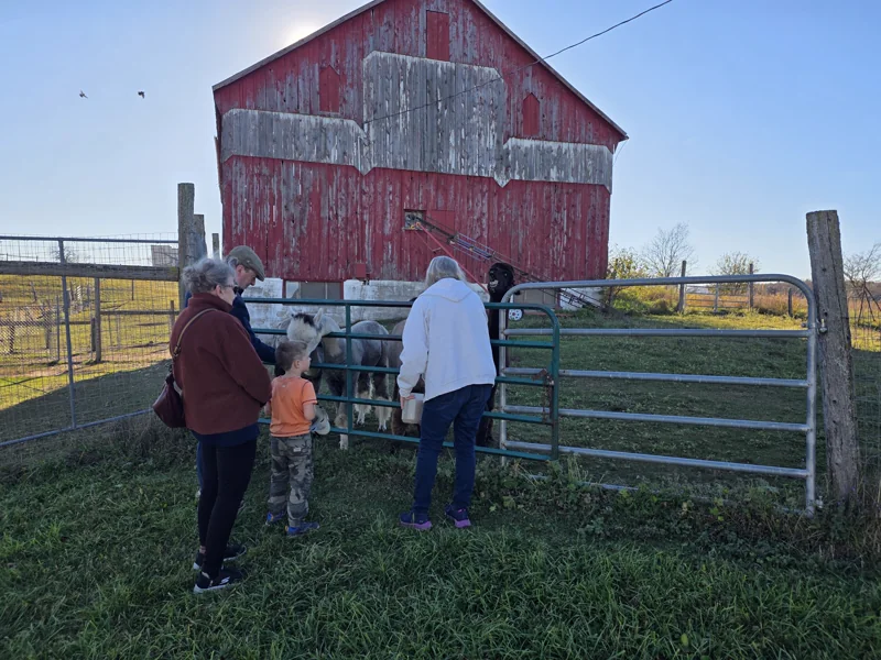 A family at the gate of the boys field with alpacas on the other side and the barn behind