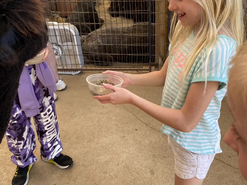 A girl holding out a bowl of feed to an alpaca in the barn aisle