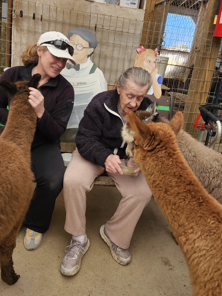Two seated guests hand-feeding alpacas that have crowded in around the bench