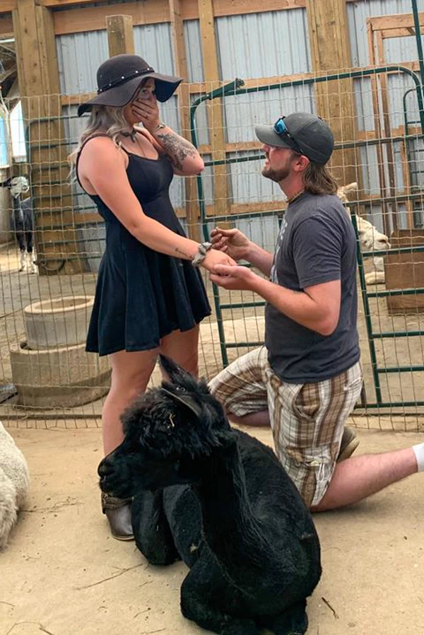 A man on one knee proposing to a woman in the barn, with a black alpaca lying down beside them